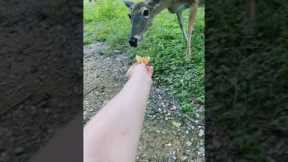 Hungry deer slaps woman's hand