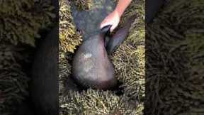 Men save seal trapped underneath rocks