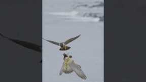 Male falcon passes food to female MIDAIR!