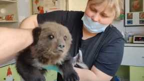 Heroic dog leads owner to orphaned baby bear struggling for survival