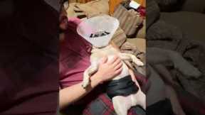 Pug gets the best belly rub after vet visit