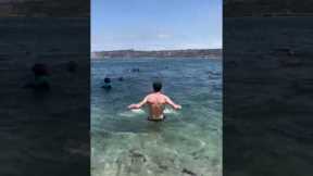 Sea lion chases man out of the sea