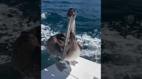 Hungry sea lion & pelican looking for food