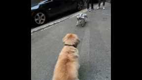 Golden retriever vs robot dog in NYC