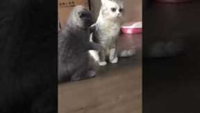 Cat desperately tries to get attention of his friend