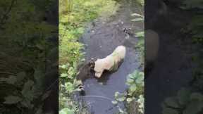 Dog Cools Off With Raccoon Friends