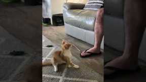Tiny kitten dramatically plays dead 😂