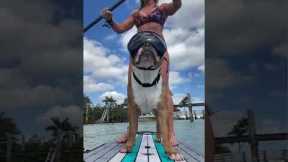 Florida woman and her rescue dog love to paddle board