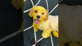 Owner returns home and finds dog covered in yellow paint