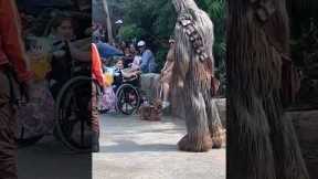 Chewbacca spots his yorkie doppelganger at Disney Studios