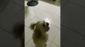 Little Dog Walks on Hind Legs and Spins
