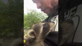 Man saves baby raccoon and reunites it with its mother