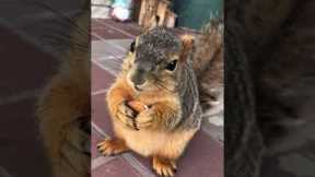 Feeding Almonds to Louie the Squirrel