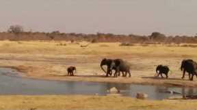 Elephants Charge Crocodiles in Zimbabwe