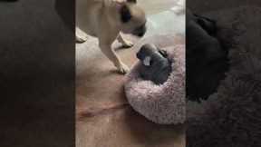 Frenchie can't contain her excitement over new puppy