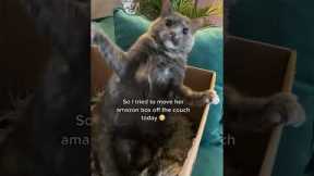 Hilarious Canadian Cat's Slap Attack