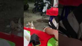 'Can I have some?' - Adorable cat demands food!