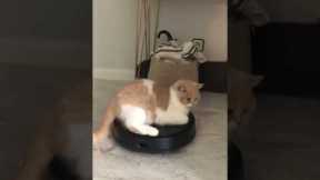 Cat relaxes on top of robot vacuum