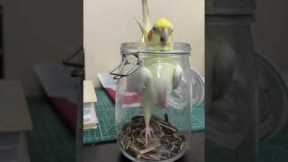 Funny parrot dives into seed jar and gets stuck