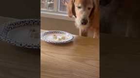 Clumsy golden retriever slips while eating