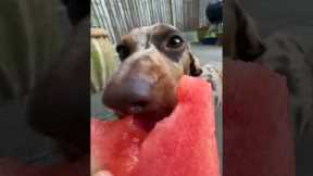 Dachshund devours delicious watermelon slice
