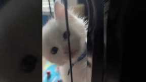 Kitten tries climbing out of an open cage