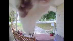 Smart cat knows to ring doorbell