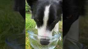 Dog loves blowing water bubbles