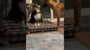 Shy dog struggles to make friends