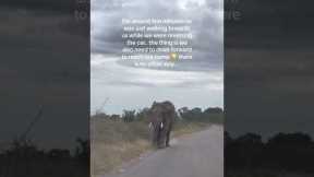 'He's coming!' Angry elephant charges towards vehicle
