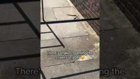 Snake slithers around London