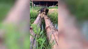 Determined puppy learns how to cross makeshift tree branch bridge