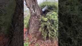 Water gushes out of TREE TRUNK in Australia