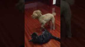 Dog body slams cat 😱