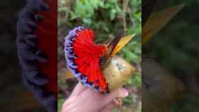 Royal Flycatchers display their beautiful crests during the bird banding