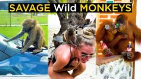 TOP 36 - SAVAGE Wild Monkeys Caught On Camera