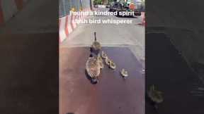 Kind strangers lead family of geese to safety