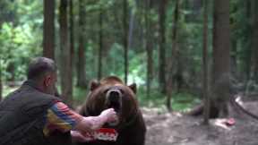 Watch this brown bear casually eat sweets from man's hand