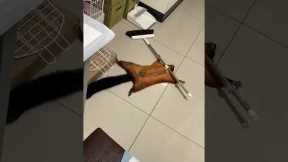 Pet flying squirrel plays dead 😂