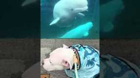 Beluga whale screams and scares service dog