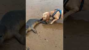 Dog has curious encounter with seal pup