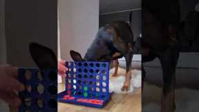 This dog plays 'Connect 4'
