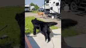 Giant Newfoundland dog chases deer