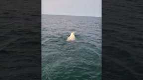 Polar bear found swimming in Hudson Bay, Canada