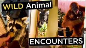 INSANE Wild Animal Encounters - TOP 31 Moments