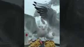 Flock of seagulls swarm car over fast food