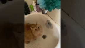 Cat helps itself to water from the bathroom