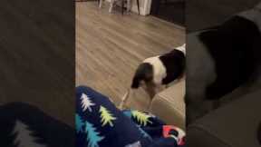 Senior dog takes a few tries to jump onto couch