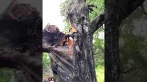 Lucky man misses getting crushed by falling tree