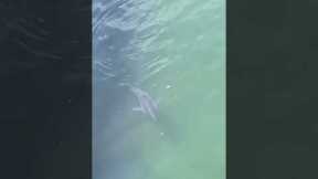 Diners delighted as they spot baby great white shark